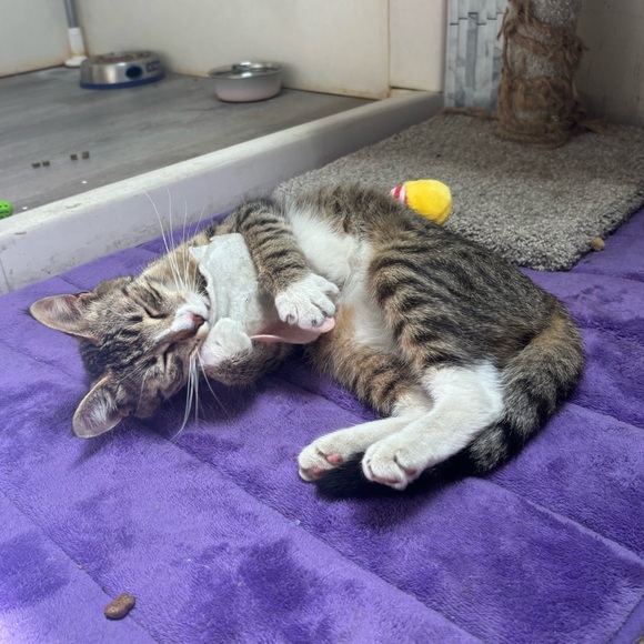 Ollie 🩵 - Picture 2 of 5